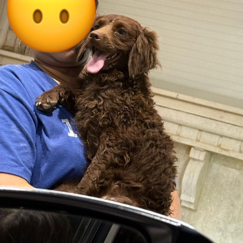 Poodle / Female / 1 Year Old