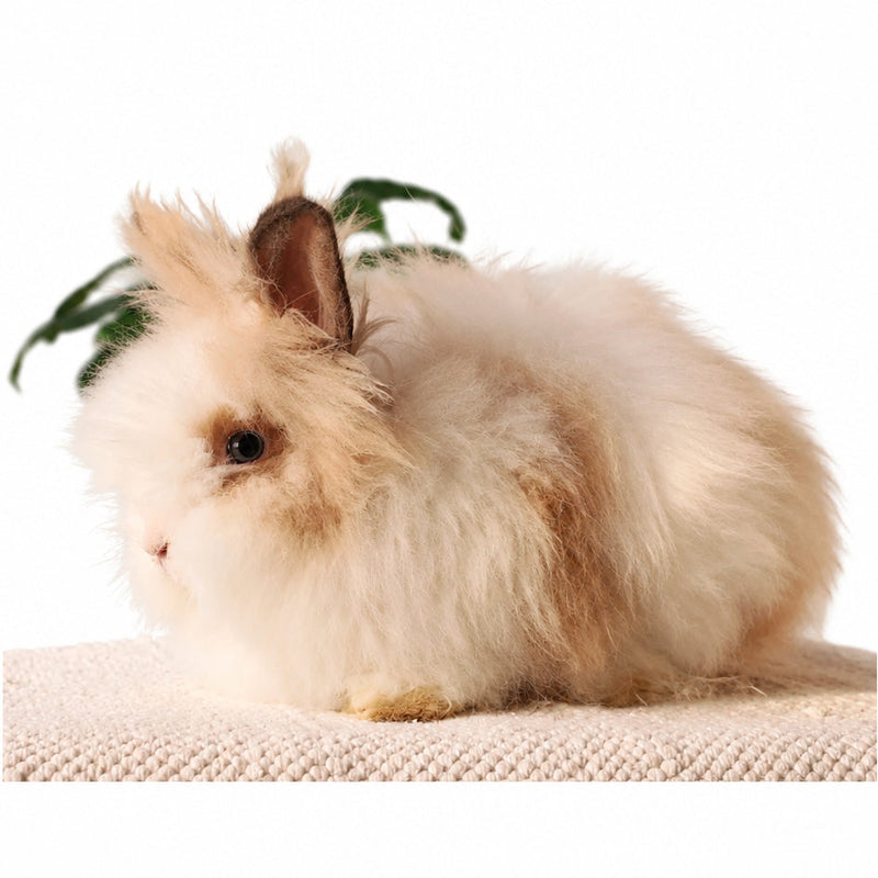 Rabbit / Male / 3 Months Old