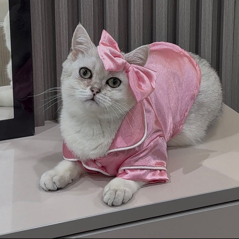 British Shorthair / Female / 11 Months Old
