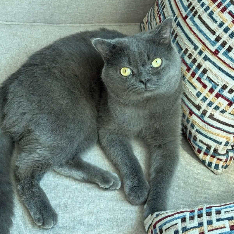 British / Male / 1 Year Old