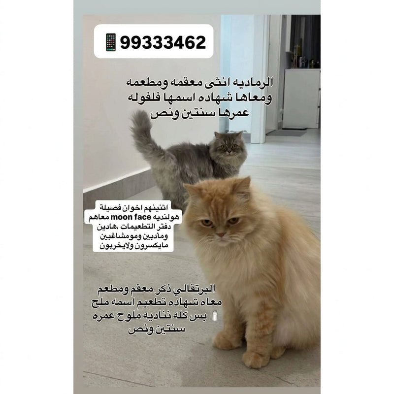 2 Dutch Moon Face / Male & Female