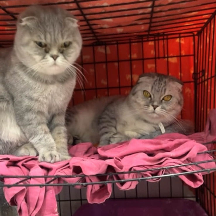 2 Scottish Fold / Female