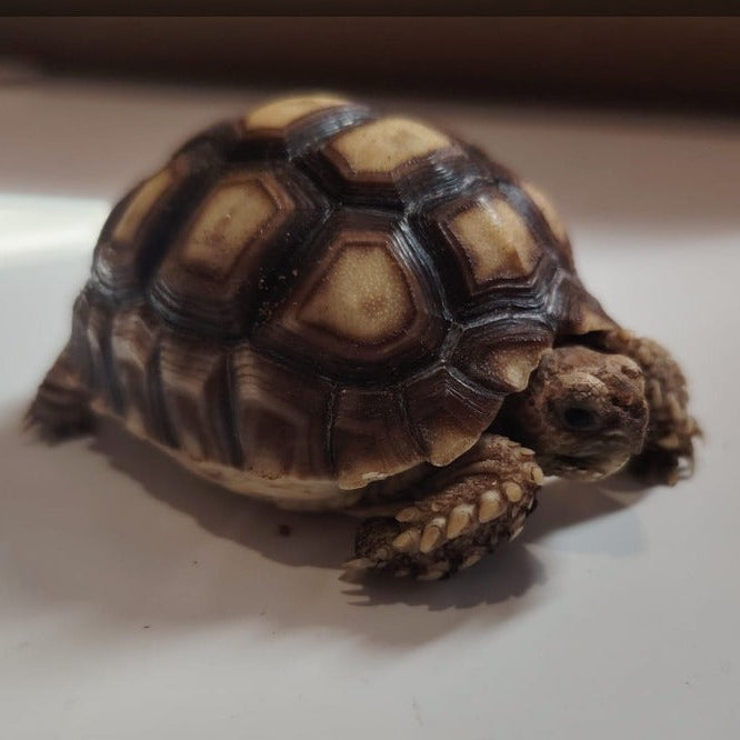Tortoise / Male / 3-4 Months Old