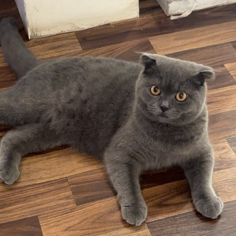 Scottish Fold / Male / 1 Year Old