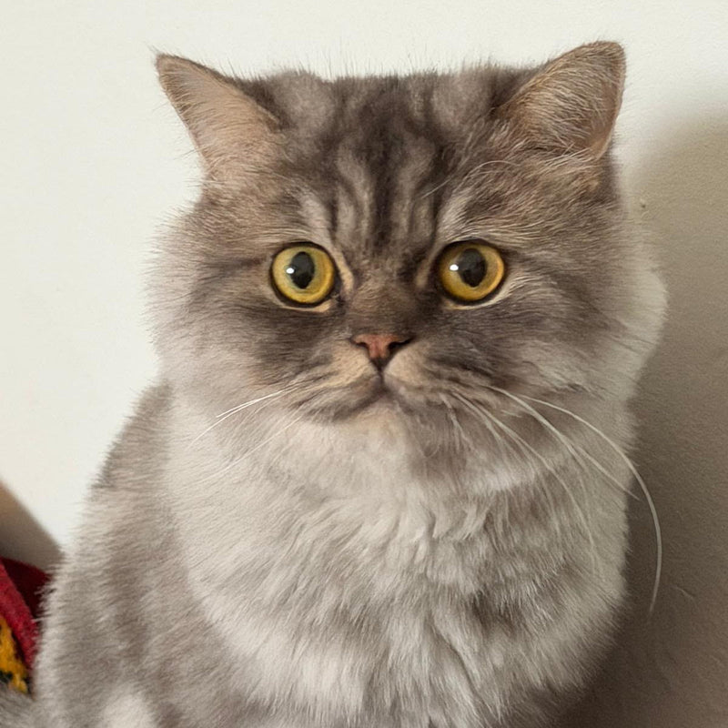 Persian / Male / 2 Years Old