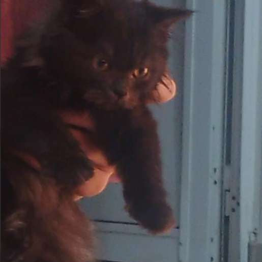 Cat / Found abandoned on the street