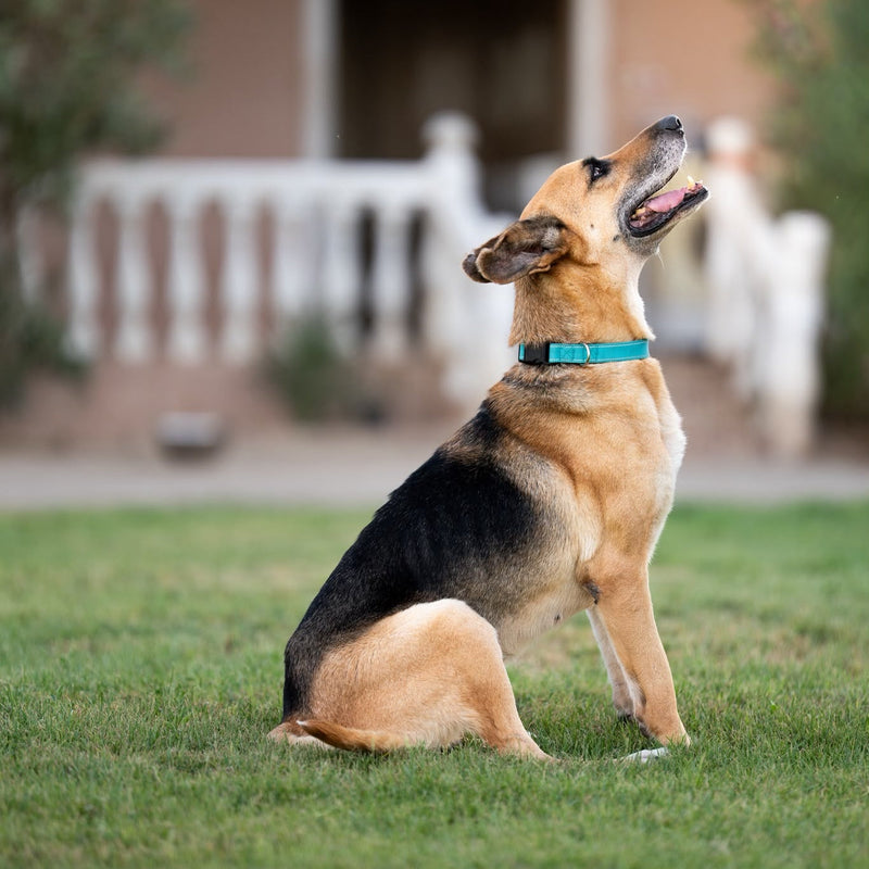 Hugo / German Shepherd / Male