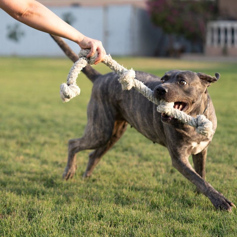 Gabby / Cane Corso - Pitbull Mix / Female
