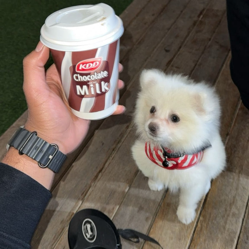 Spitz / Male / 1 Year Old