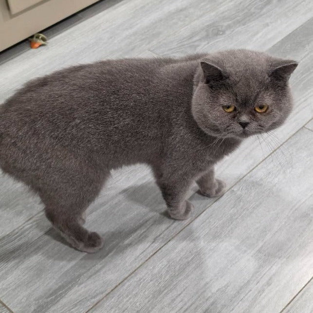 British / Male / 2 Years Old