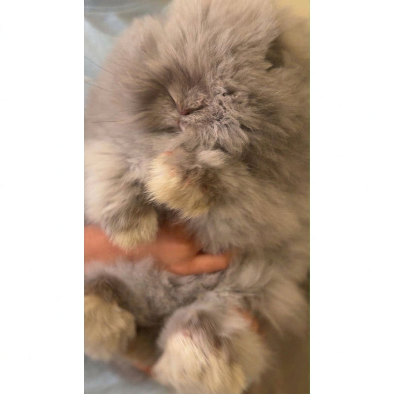 Rabbit / Male / 4 Months Old