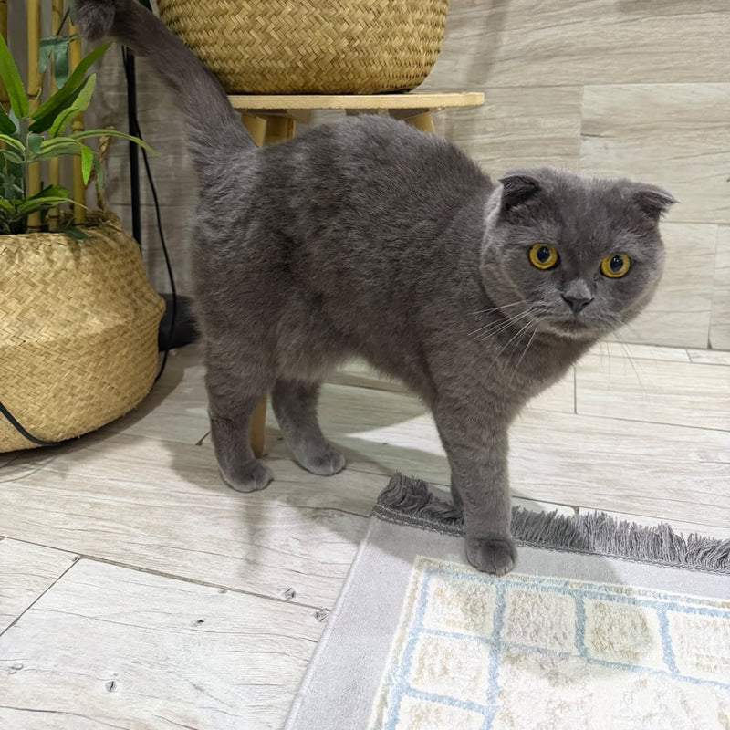 Scottish Fold / Male / 2.5 Years Old