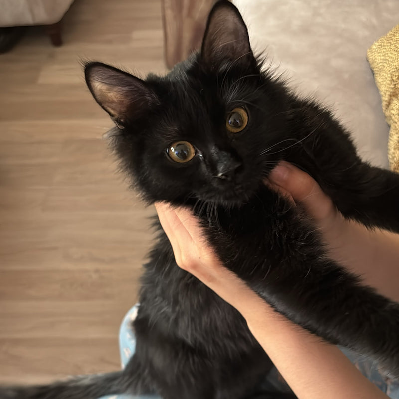 Persian Mix / Male / 4-5 Months Old
