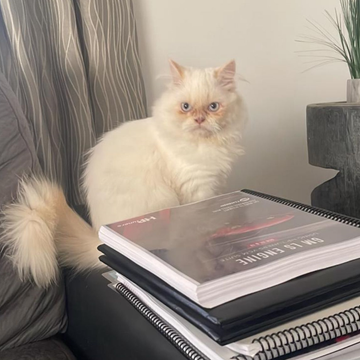 Farfour / Ragdoll / Male - Zue For Pet Supplies Co.