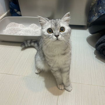 British Shorthair / Female / 1 Year Old - Zue For Pet Supplies Co.