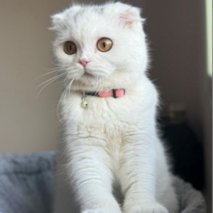 Toti / Scottish - Zue For Pet Supplies Co.