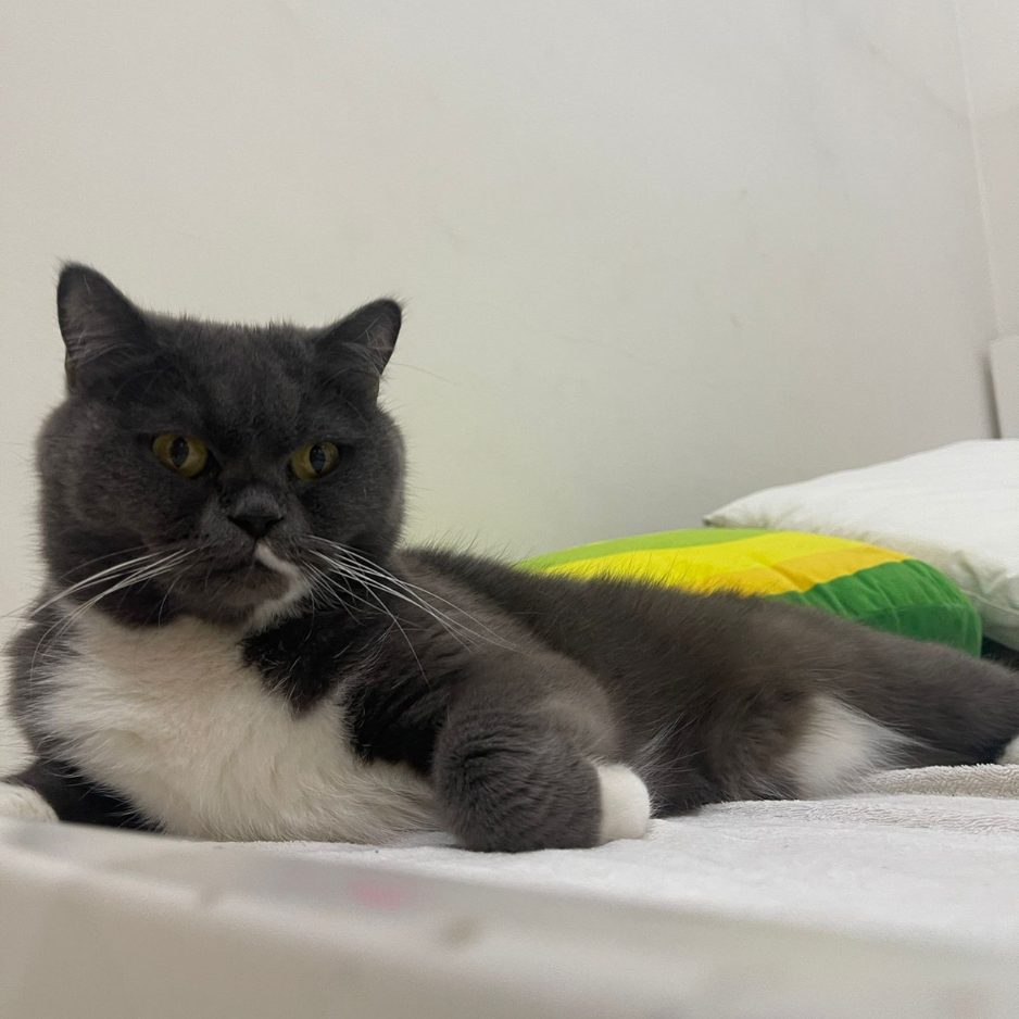 Suki / British Shorthair - Zue For Pet Supplies Co.