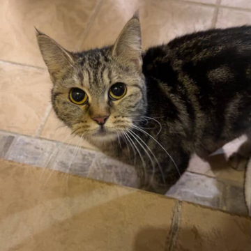 Tabby Cat - Zue For Pet Supplies Co.