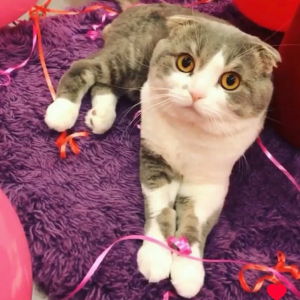 Thomas / Scottish - Zue For Pet Supplies Co.