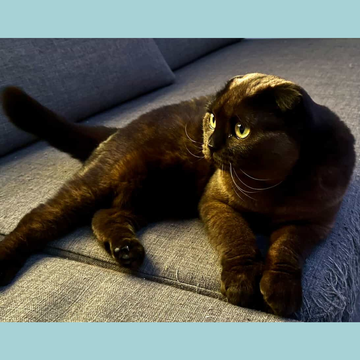 Scottish Fold / Female / 1 Year Old - Zue For Pet Supplies Co.