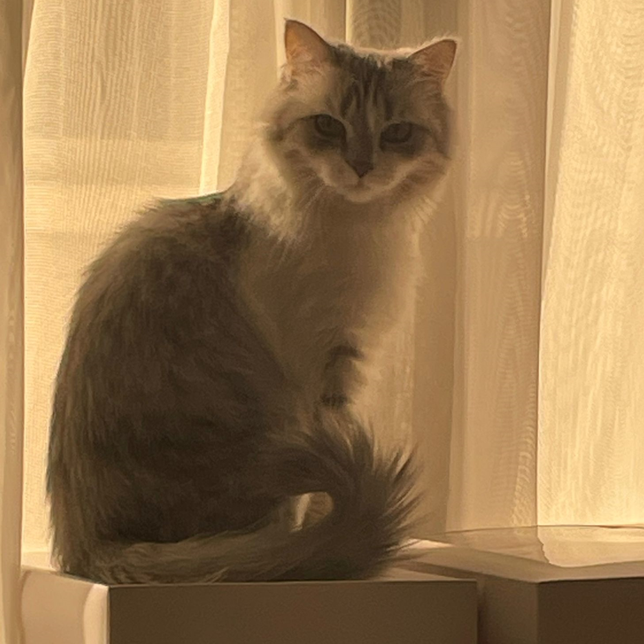 Mixed Breed Cat / Female - Zue For Pet Supplies Co.