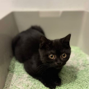 Scottish Fold / Female / 6 Months Old - Zue For Pet Supplies Co.