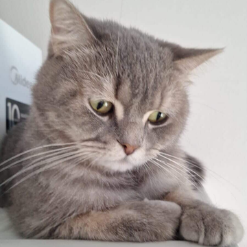 British / Male / 4 Years Old - Zue For Pet Supplies Co.