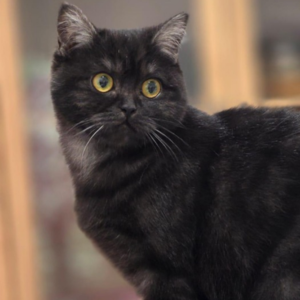 Moony / Scotch Street - Zue For Pet Supplies Co.