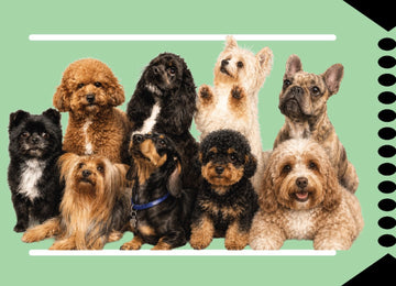 Small Dogs Park