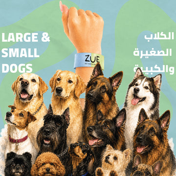 Large + Small Dogs Park