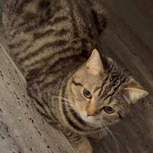 Gaby / Male - Zue For Pet Supplies Co.