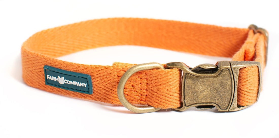 Farm Company Green Soybean Adj. Collar Pumpkin - 2x33 50cm - طوق الكلاب - Zue For Pet Supplies Co.