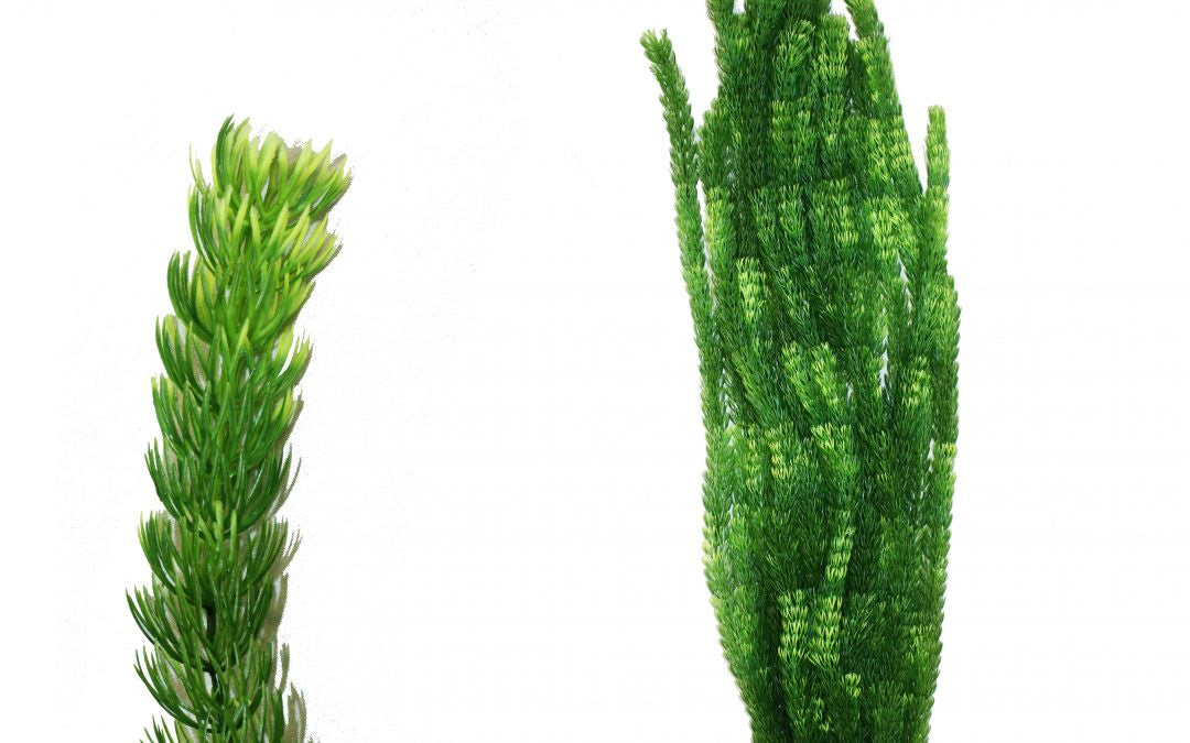 Large green Hugo XL aquarium plant decoration, 3.95cm, from Hugo Kamishi, designed for fish tank decor.