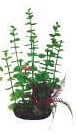Hugo Kamishi boxed plant mix for aquariums, 15cm, decorative aquatic plants for fish tanks.