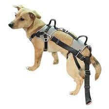 Kerbl Car Safety Harness Travel Protect XS Gray - مجموعة رباط تحكم وصدرية للكلاب - Zue For Pet Supplies Co.